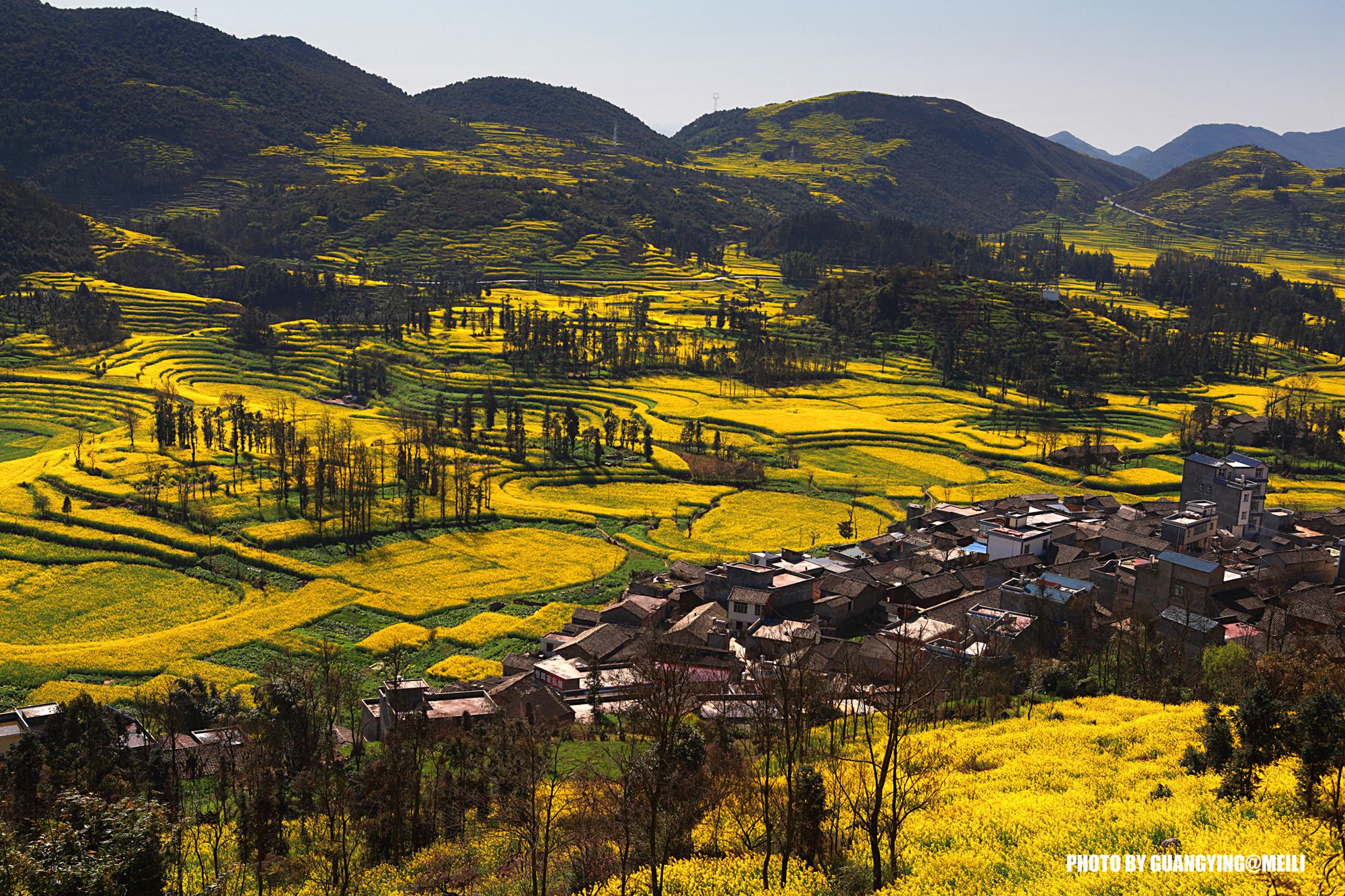 罗平油菜花-麻辣摄影-麻辣社区 四川第一网络社区 你的言论 影响四川