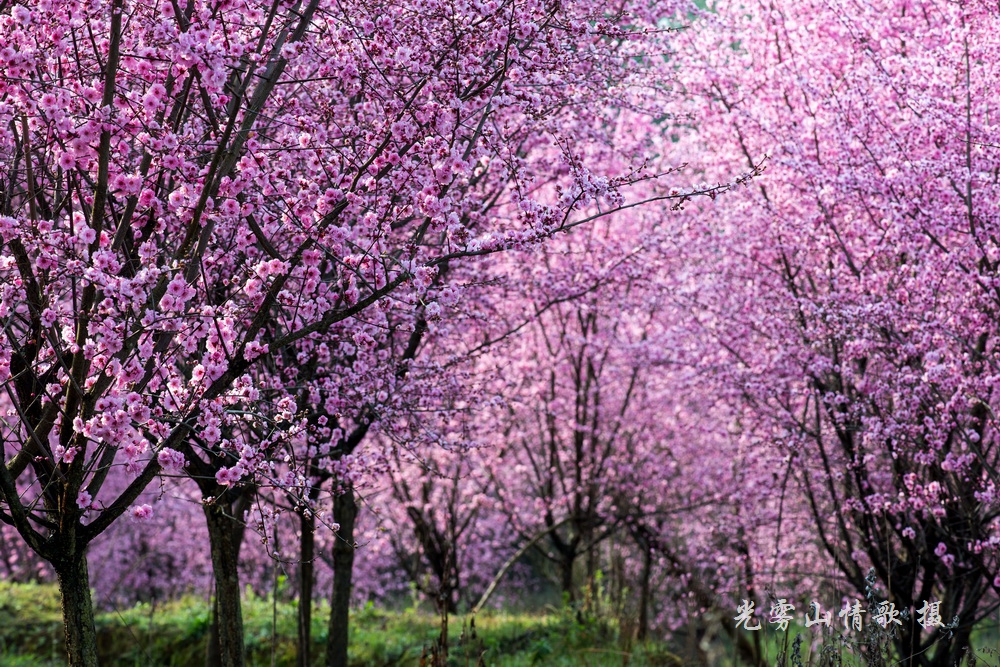 济源花石村梅花图片