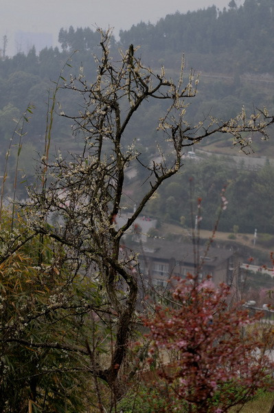 DSC_9729_С.JPG