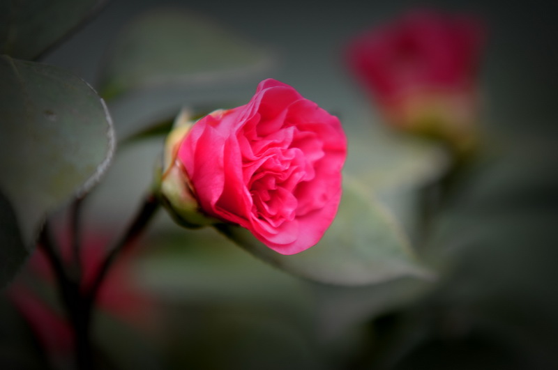 DSC_9773_С.JPG