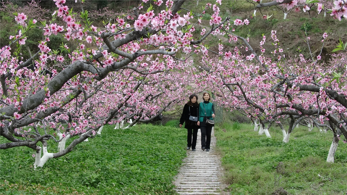 组图:西充古楼十六村 观赏桃花好去处