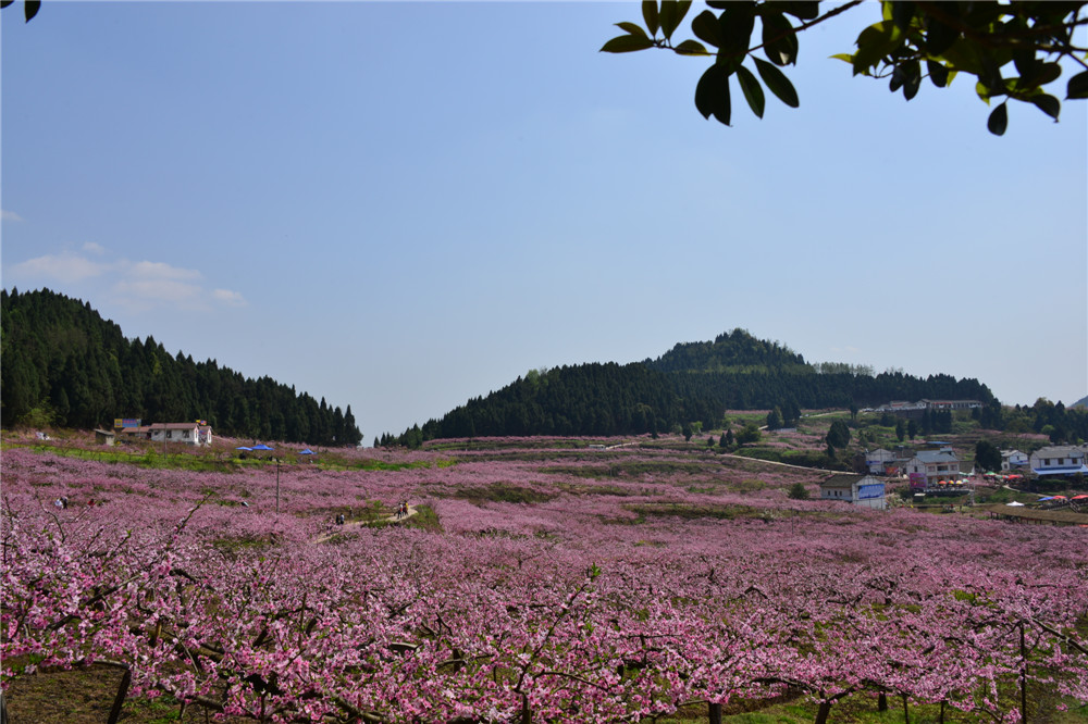 西充古楼尝桃花人山人海 车水马龙(图)