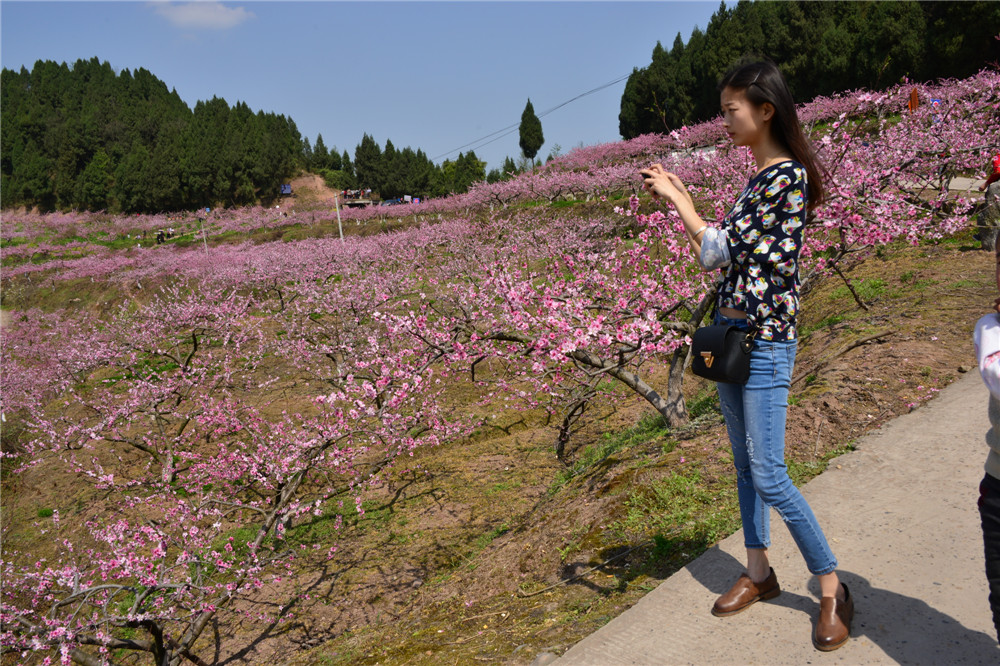 西充古楼尝桃花人山人海 车水马龙(图)