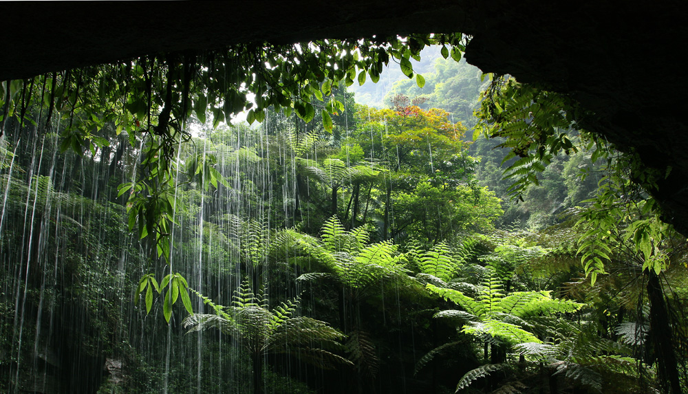 安溪桫椤谷风景区图片