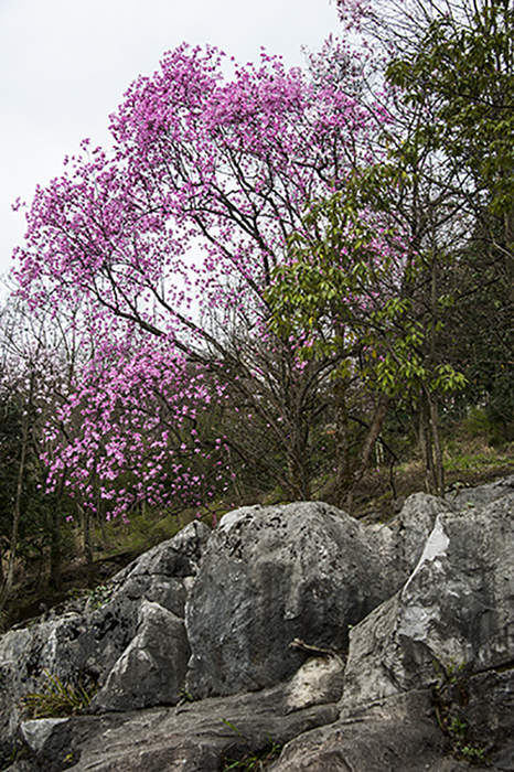 DSC_6492-f.jpg