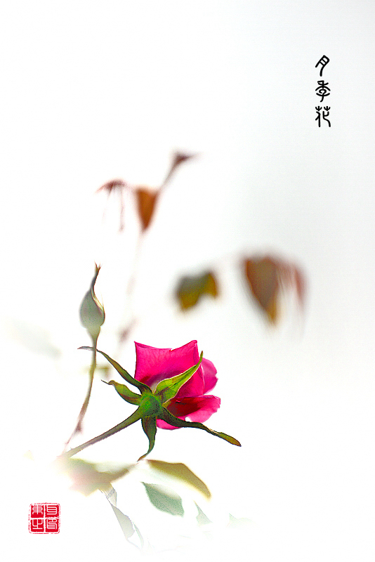 DSC_6648_.jpg