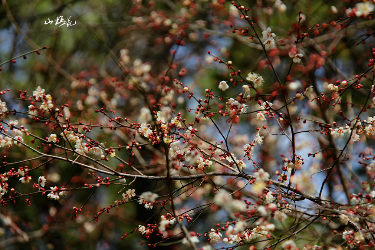 野生山梅花