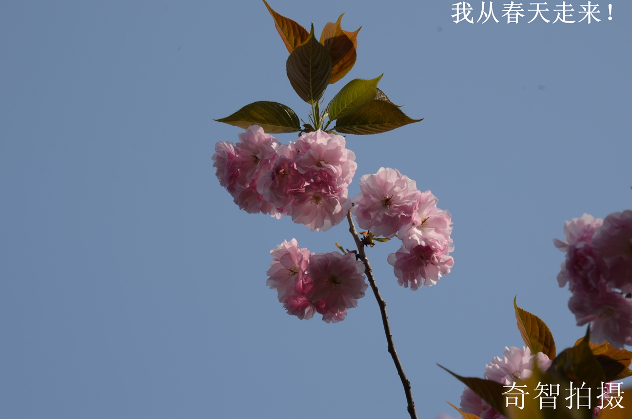 DSC_9987.jpg
