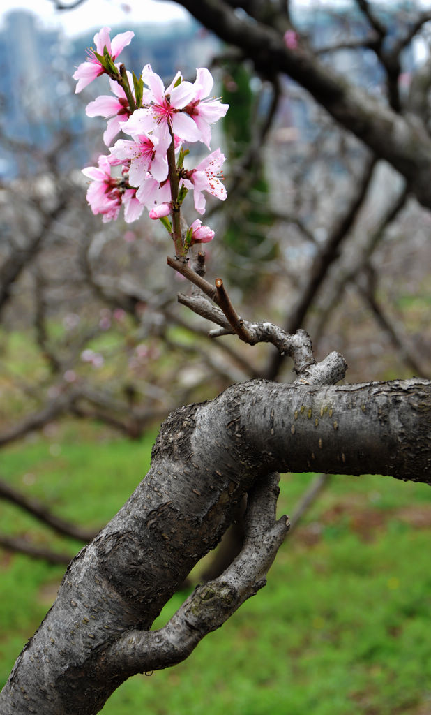桃园老桃树的花