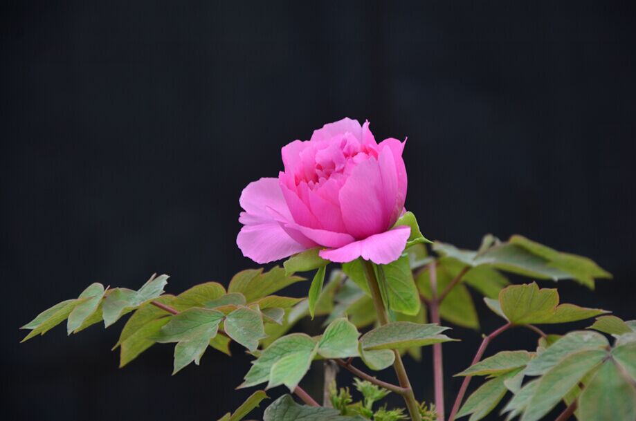 QQͼƬ20150329012444.jpg