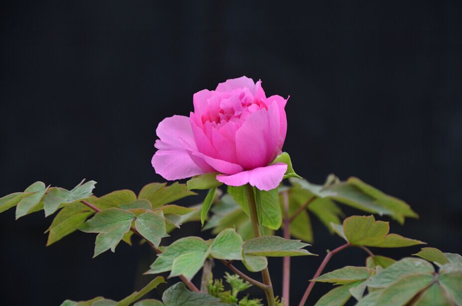 QQͼƬ20150329012401.jpg