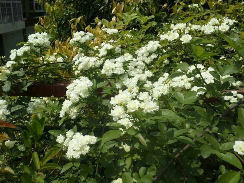 七里香-蓬安论坛-四川论坛-麻辣社区