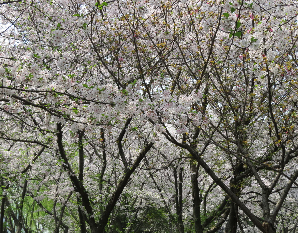 IMG_4662.JPG
