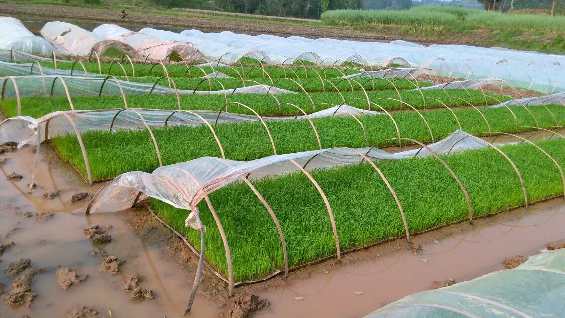 大,在高温下快速生长,寒田不寒(没有水),无法及时耕整,眼看秧苗报废?