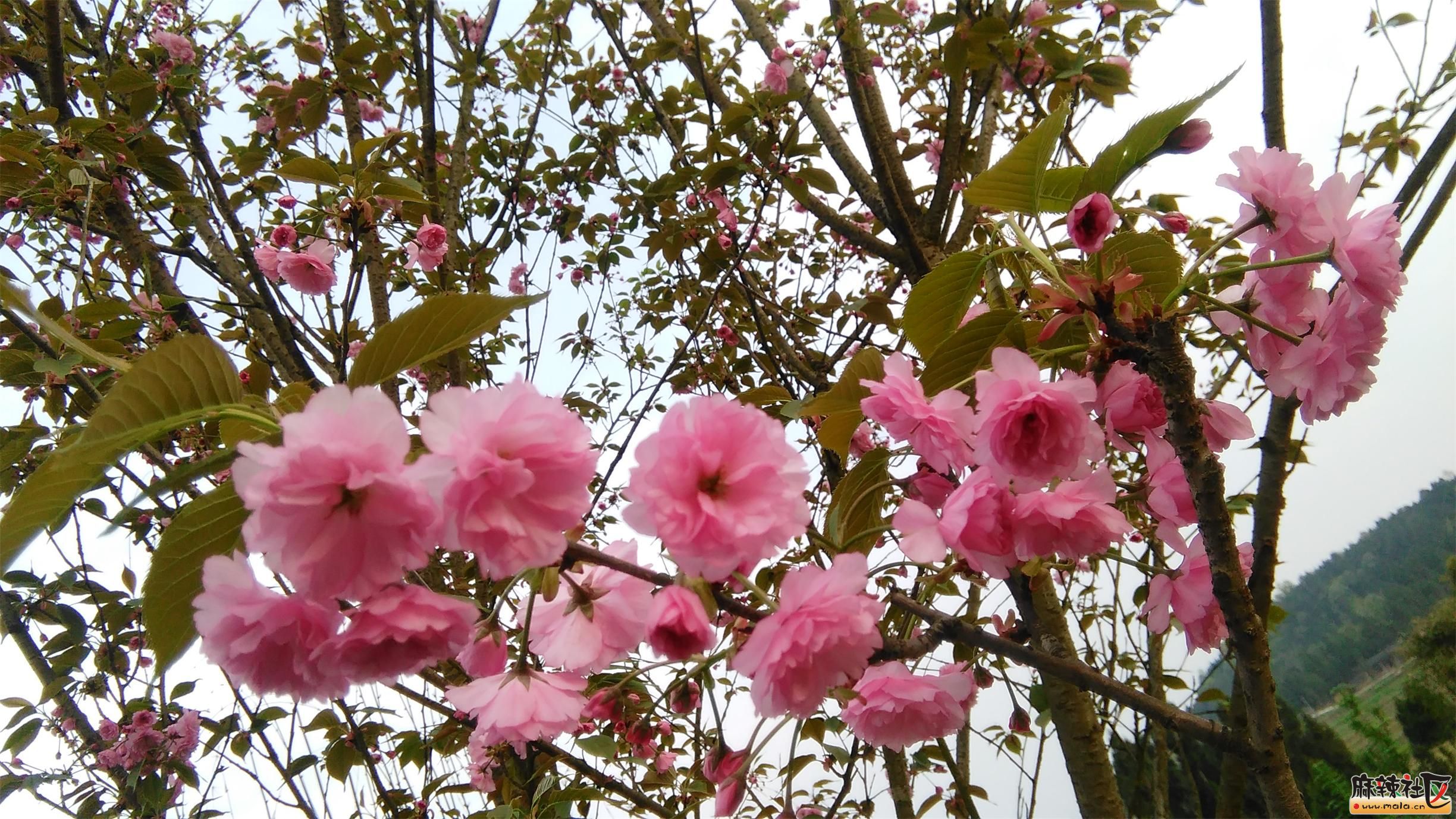 IMG_20150328_180618.jpg