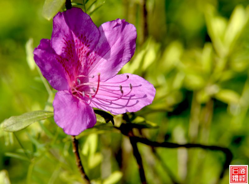 _DSC4519_С.jpg