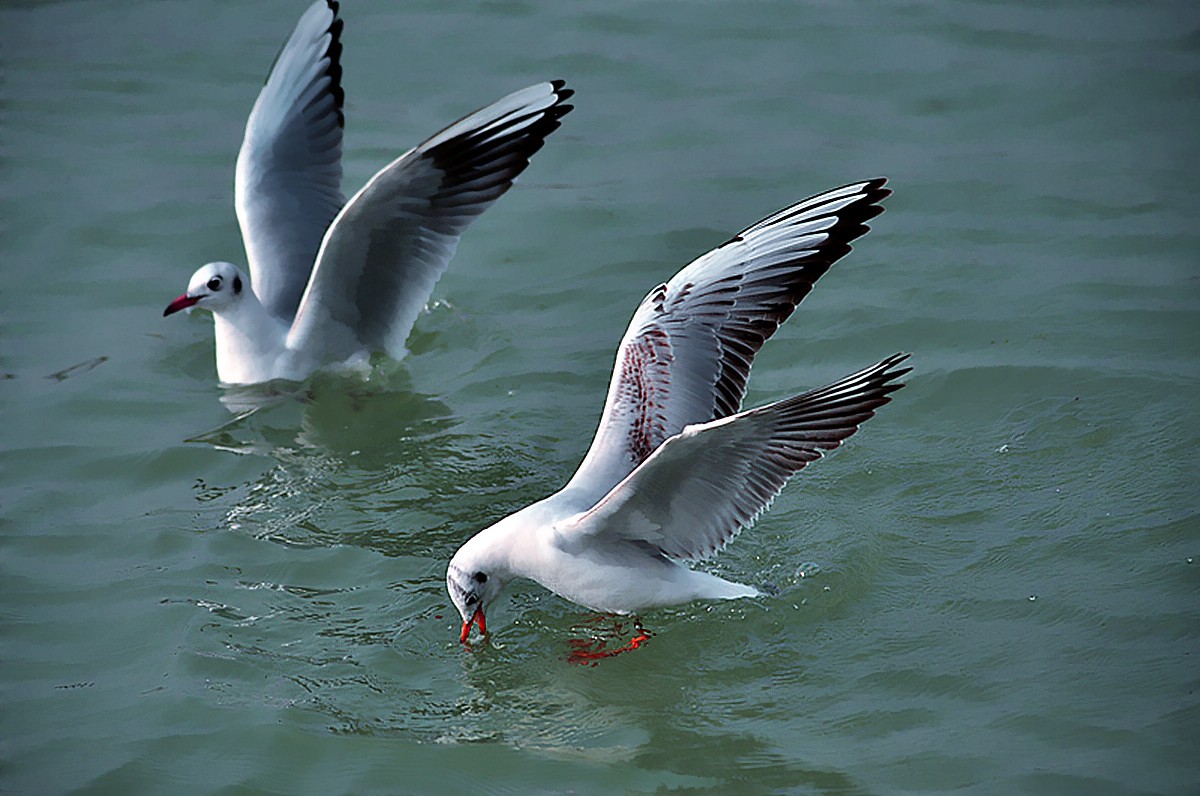 DSC_0517__conew1.jpg