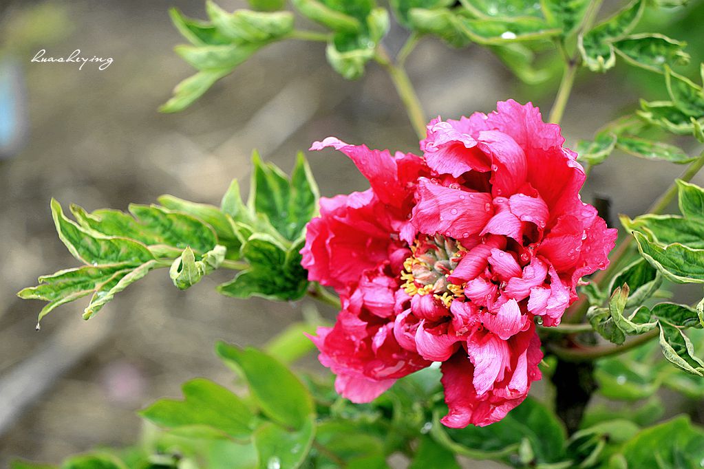 IMG_8460_.jpg