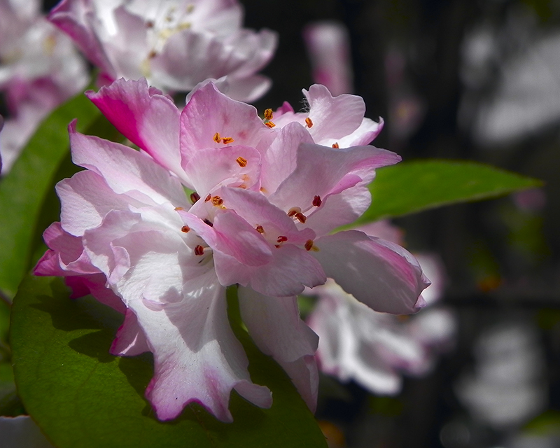 DSCN6427.jpg