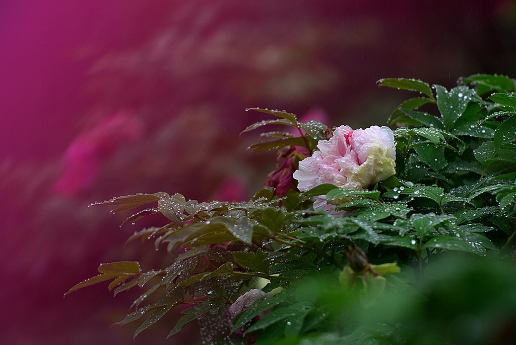 DSC_0786_.jpg