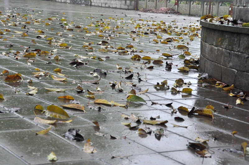 细雨飘零时,叶落知清秋