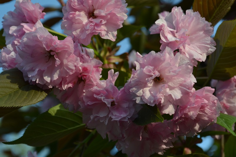 DSC_0004.JPG