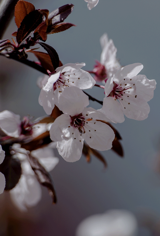 DSC_2231.gif
