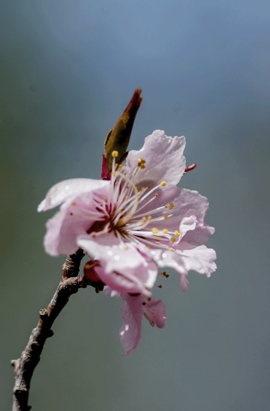 DSC_2285.gif