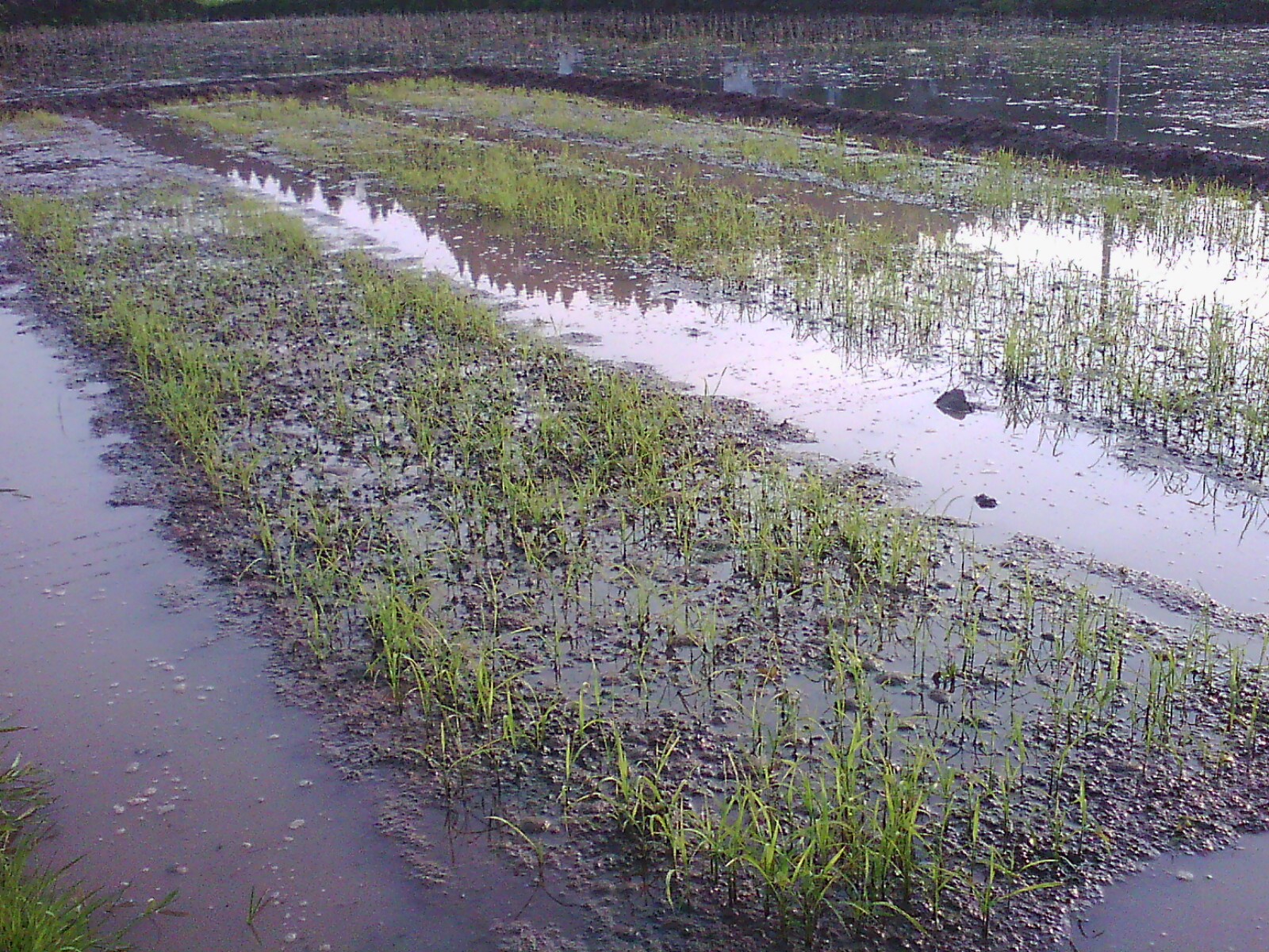 IMG00726.jpg