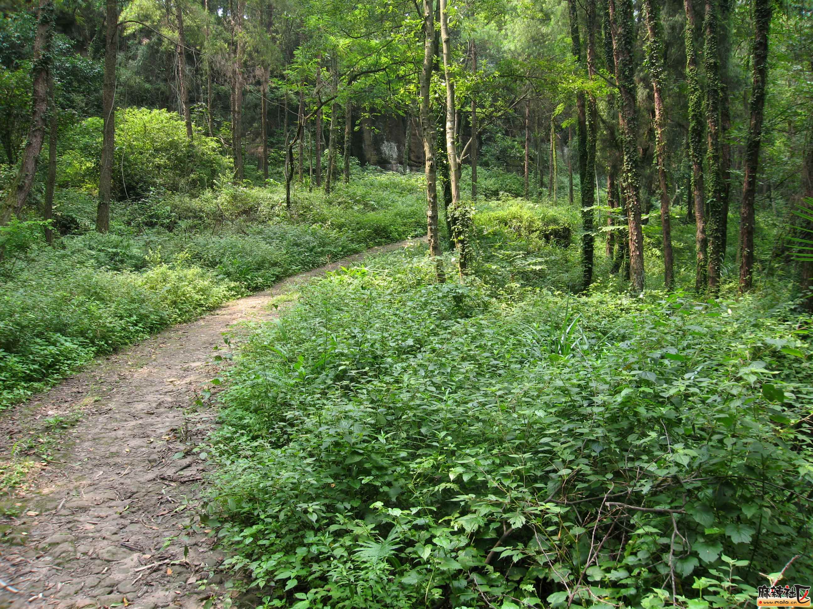 蓬安白云寨风景区图片