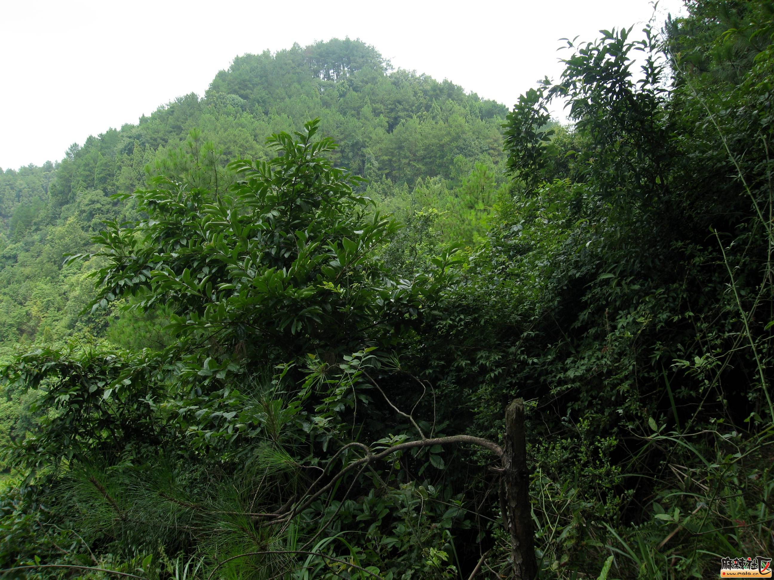 蓬安白云寨风景区图片