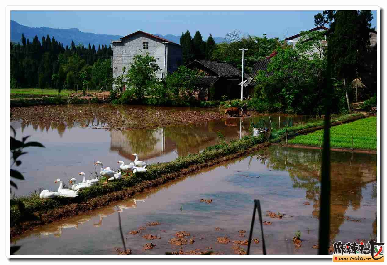 营山西桥镇图片