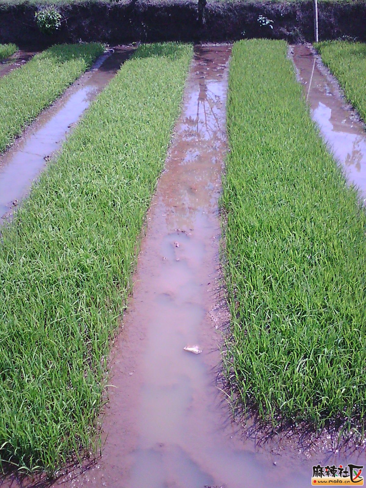 IMG00762.jpg