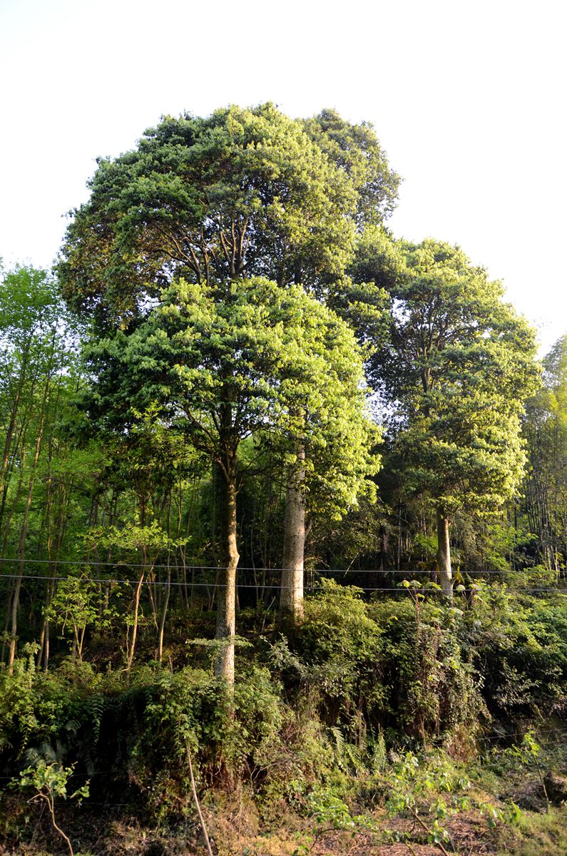 楠木树图片野生图片