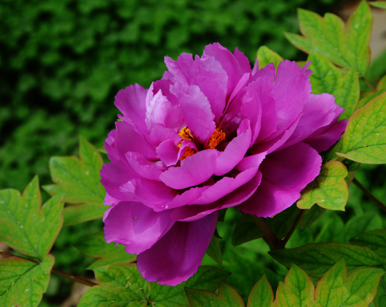 千姿百态的洛阳牡丹花之二--红色系列[复制链接]