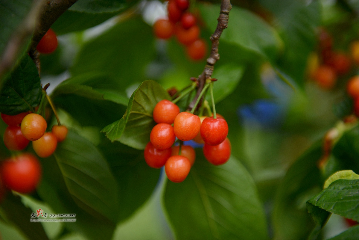 DSC_9919.jpg