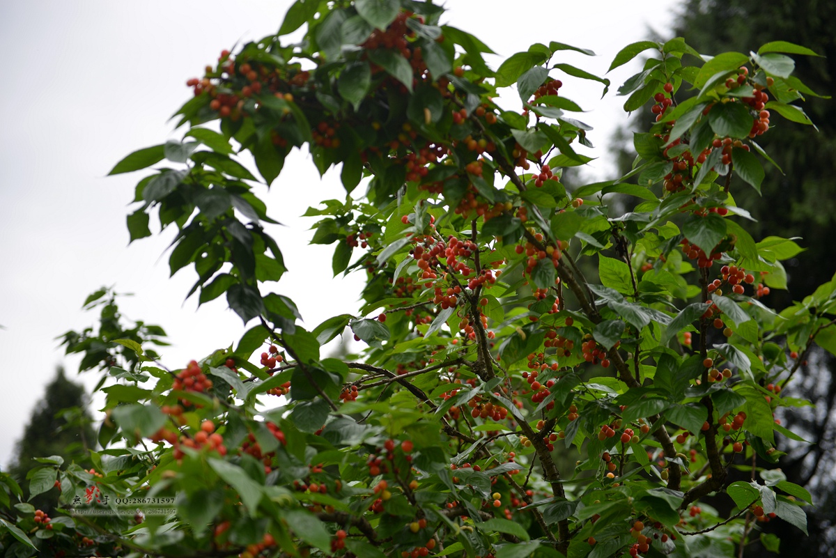 DSC_9928.jpg