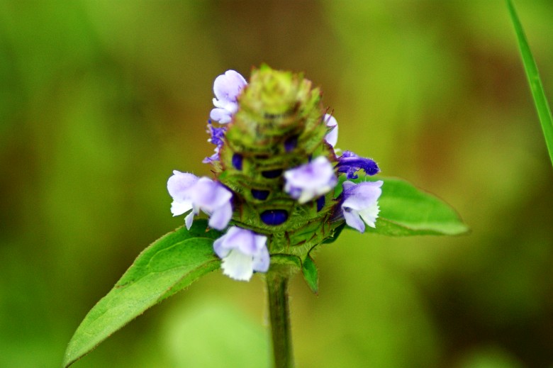 DSC01672_conew1.jpg