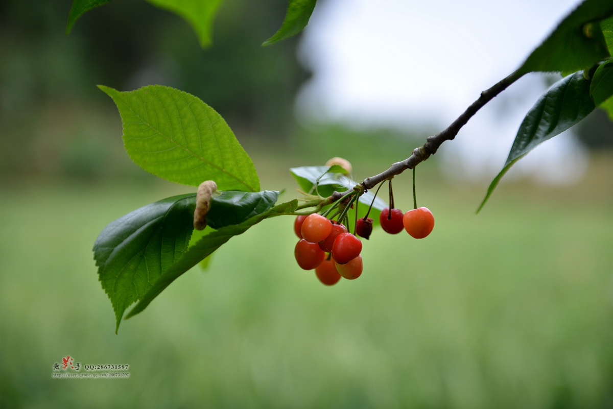DSC_9943.jpg