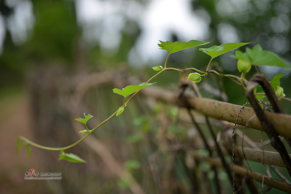 DSC_0093.jpg