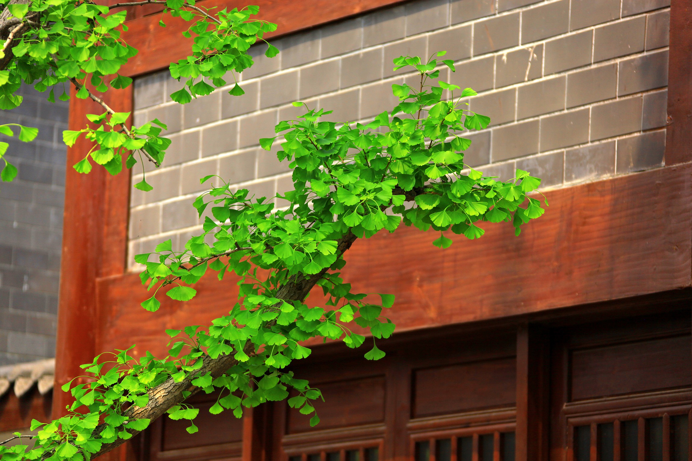 春天小树叶小花朵