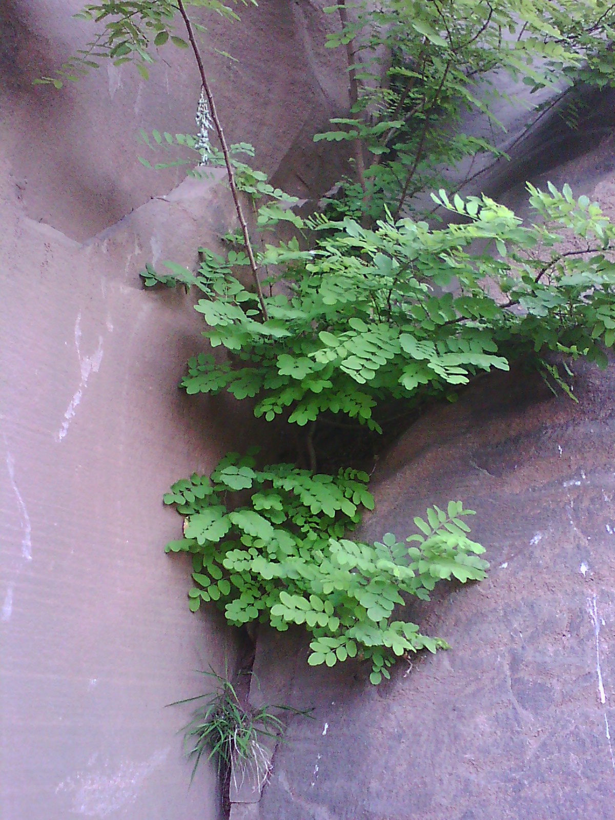 悬崖峭壁上顽强的生命力——蓬安人应该有这种精,气,神!