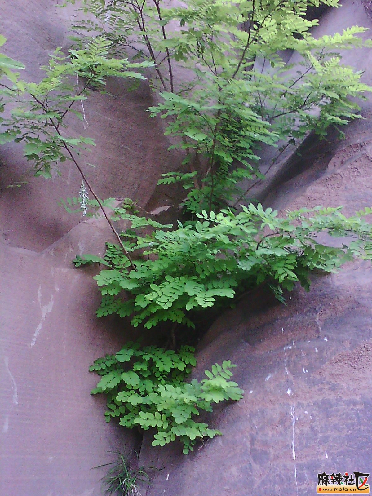 悬崖峭壁上顽强的生命力——蓬安人应该有这种精,气,神!