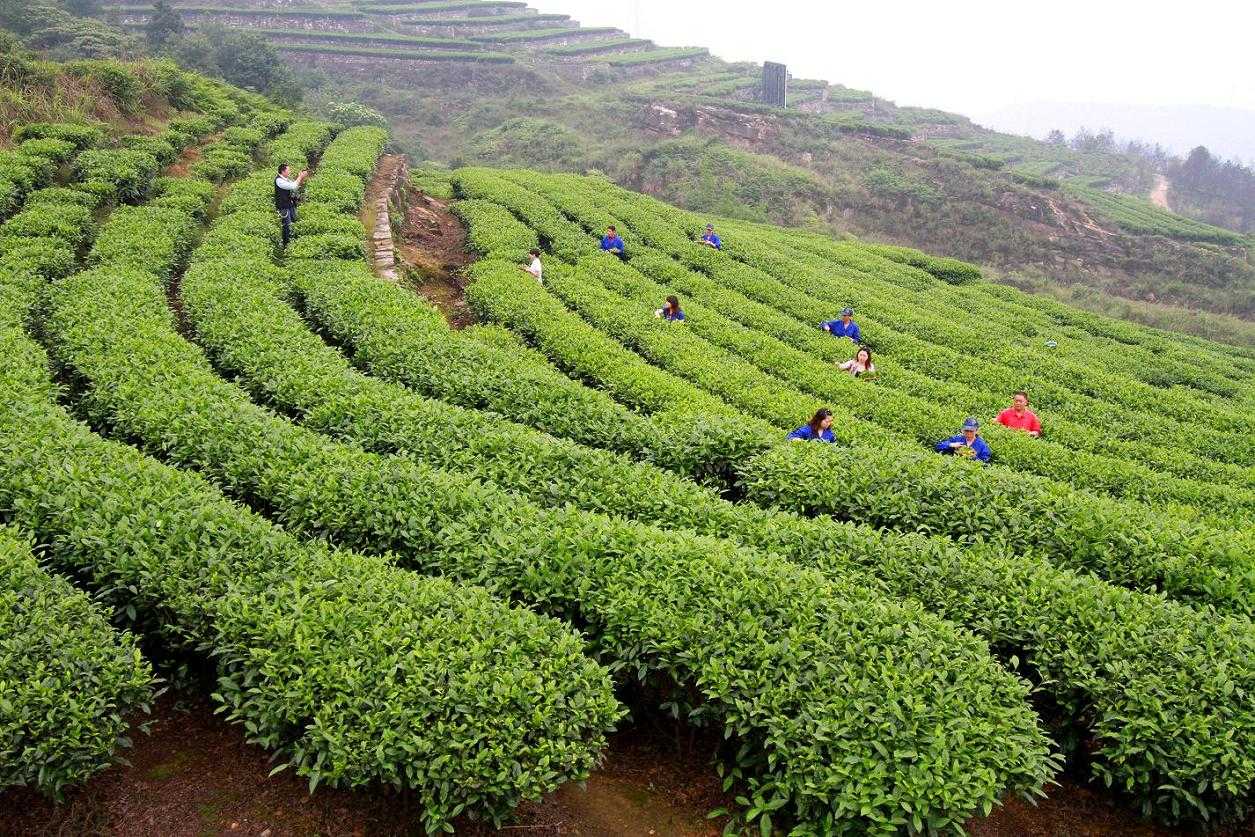 茶山竹海