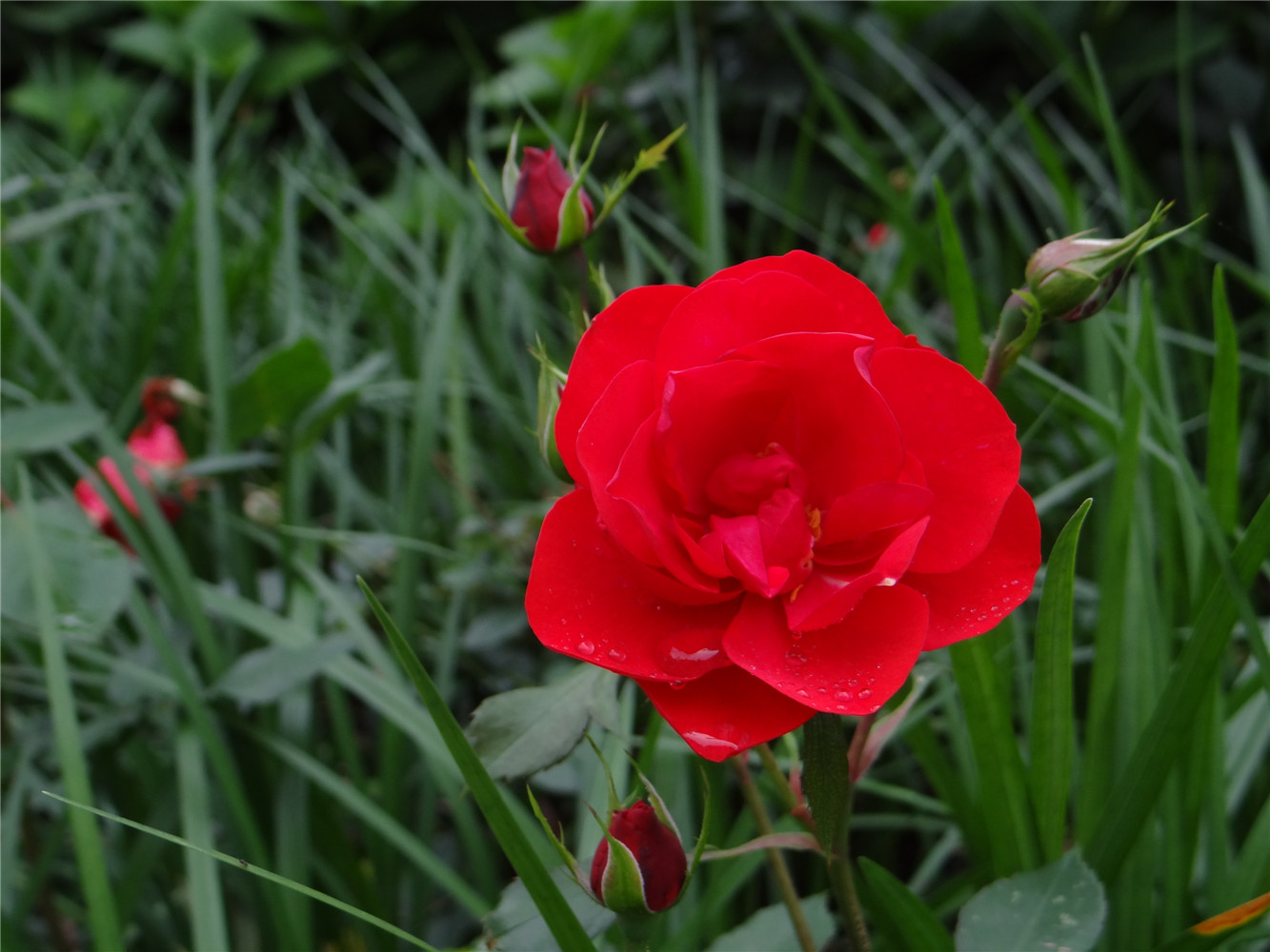 DSC00697.jpg