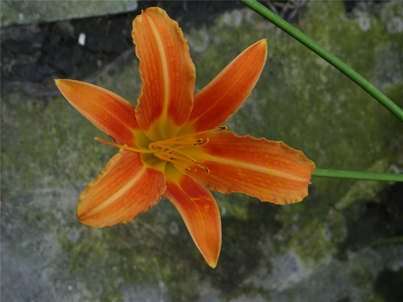 DSC00705.jpg