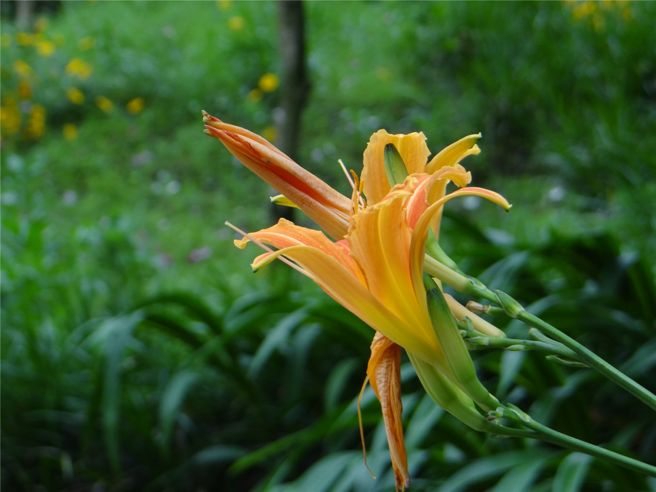 DSC00709.jpg