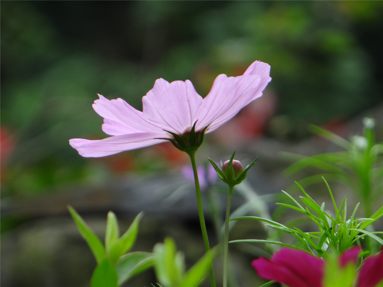 DSC00714.jpg