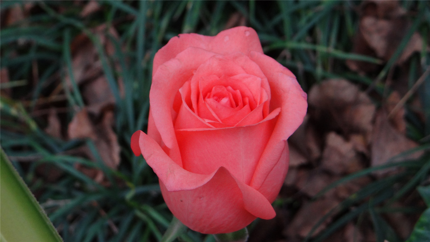 DSC01175.jpg