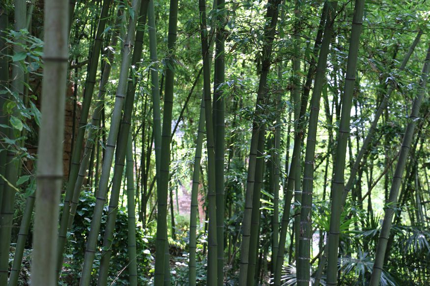 简阳五凤山森林公园游
